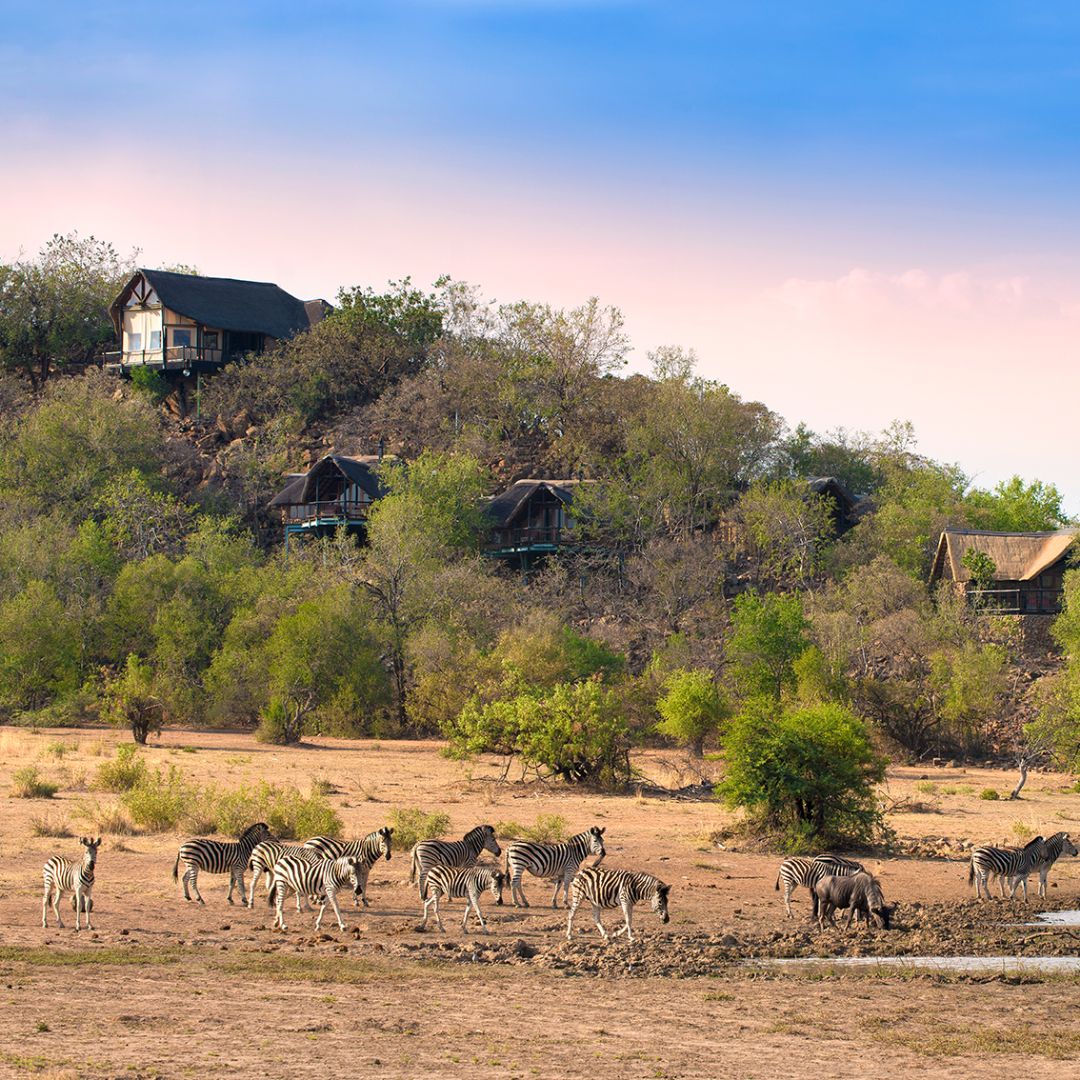 Tshukudu Wildlife