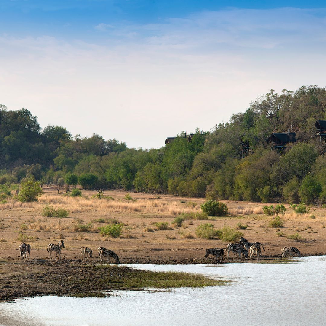 Tshukudu Wildlife